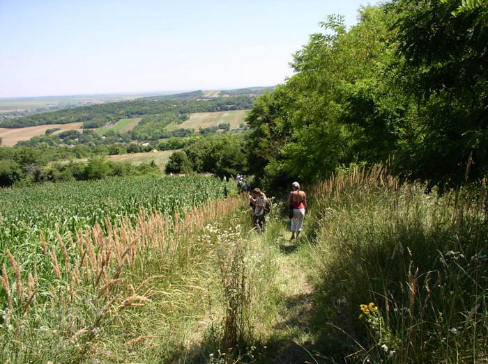 2006. Tematikus tborok